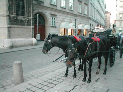 Horse Drawn Carriages