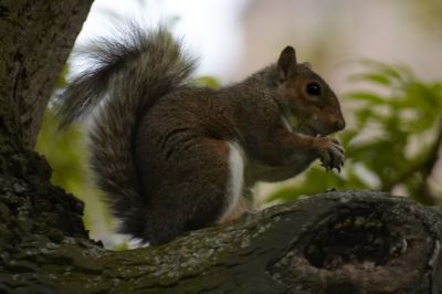 squirrel in Edinburgh gardens