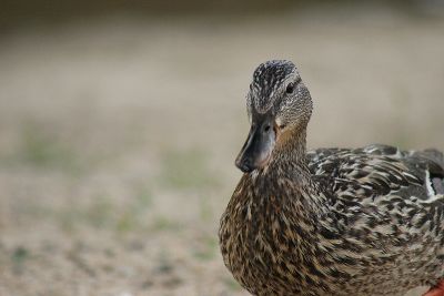 IMG_9287.JPG