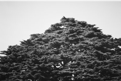 Big ol tree next to Golden Gate park