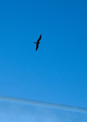 Frigate bird overhead