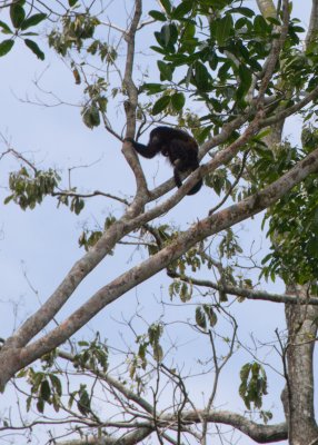 Howler monkey