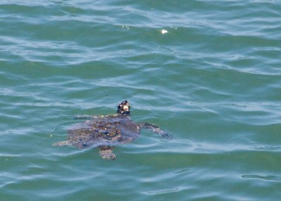 Turtle in the sea!
