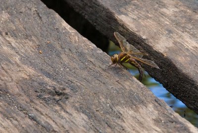 Brown Hawker Dragonfly