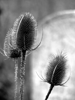 Teasels and headstone
