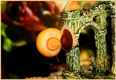 The Spiral