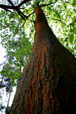 Rusty Tree