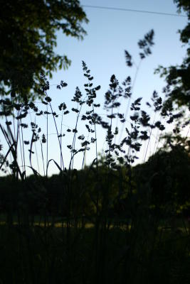 Grass in the evening