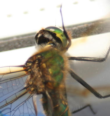 polish those Dragonfly eyes