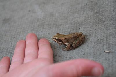 Frog