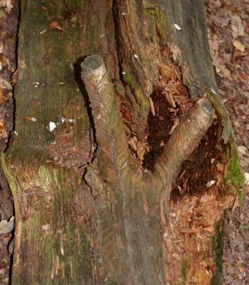 how branches grow