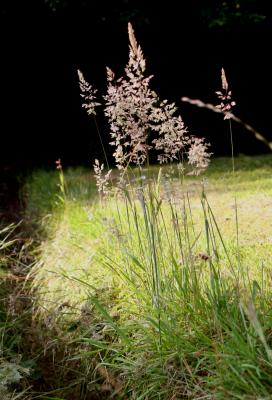 Grass Flowering