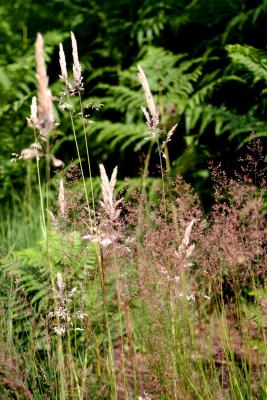 Grass and Fern