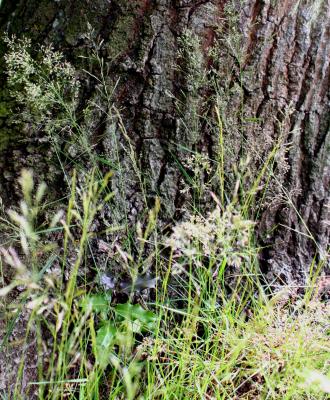 Grass and Bark