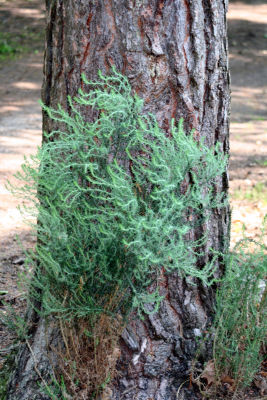 Grass and Trees