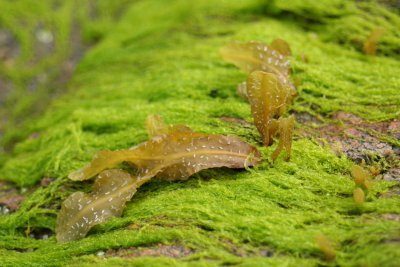 Greens