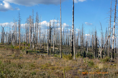 Burnt forest