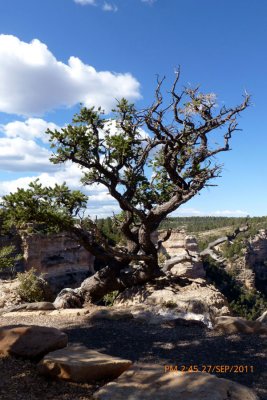 Pinyon Pine