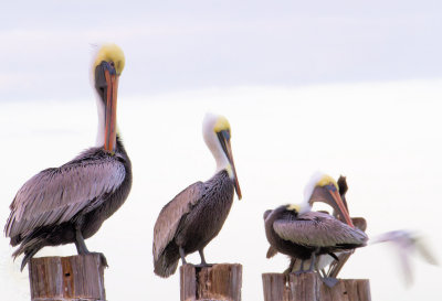 Pelicans1.jpg