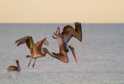 Pelicans2.jpg