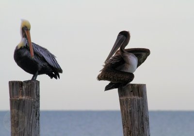 Pelicans4.jpg