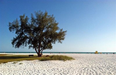 Siesta Key Big Tree