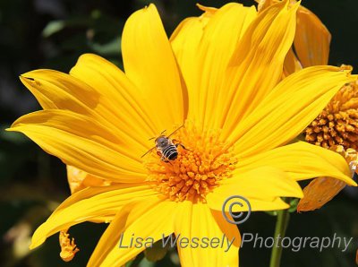 Bee loving Yellow