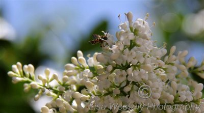 Bee loving White