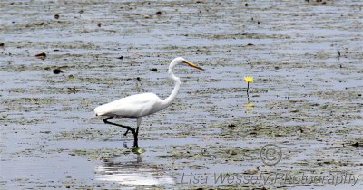 Great Egret