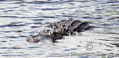 Gator