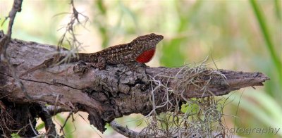 Gecko