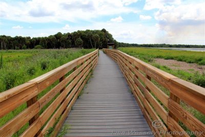 Bird Walk