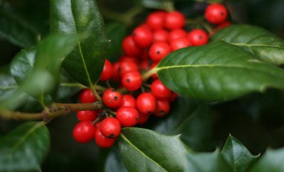 Holly Berry