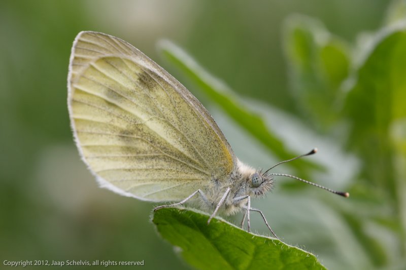 6999 Wedewitje - Mountain Small White - Pieris ergane