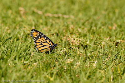 7474 Monarchvlinder - Monarch Butterfly - Danaus plexippus