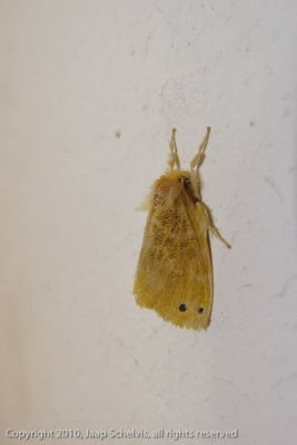 Euproctis subflava - Oriental Tussock Moth