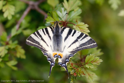 6958 Koningspage - Scarce Swallowtail - Iphiclides podalirius