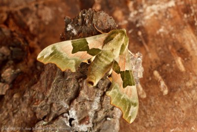 6819 Lindepijlstaart - Lime Hawk-moth - Mimas tiliae