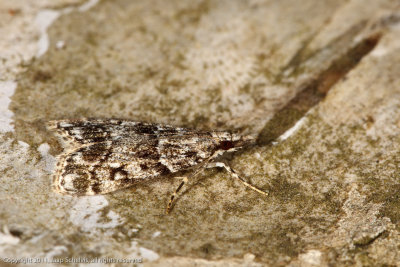 6195 Variabele Granietmot - Eudonia mercurella