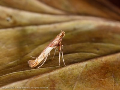 1122 Bonte Esdoornsteltmot - Caloptilia hemidactylella