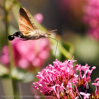 6843 Kolibrievlinder - Hummingbird Hawkmoth - Macroglossum stellatarum