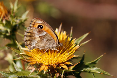 7341 Zuidelijk Oranje Zandoogje - Southern Gatekeeper - Pyronia cecilia