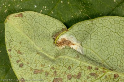 1242 Kamperfoelievouwmot - Phyllonorycter emberizaepenella