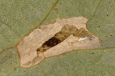 1248 Gewone Esdoornvouwmot - Phyllonorycter geniculella