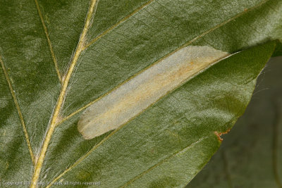 1270 Beukenvouwmot - Phyllonorycter maestingella