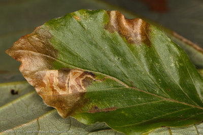 0138 Zigzagbeukenmineermot - Stigmella tityrella