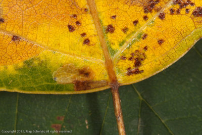 0269 Populierenbladsteelmineermot - Ectoedemia hannoverella