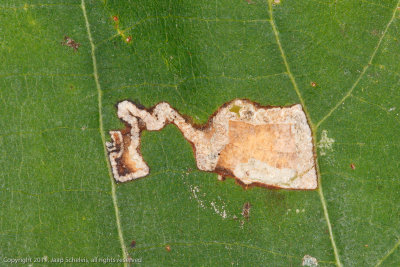 0095 Lindemineermot - Stigmella tiliae