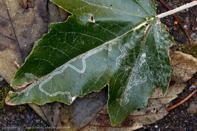 1339 Printplaatmot - Phyllocnistis xenia