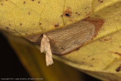 2462 Iepenkokermot - Coleophora badiipennella